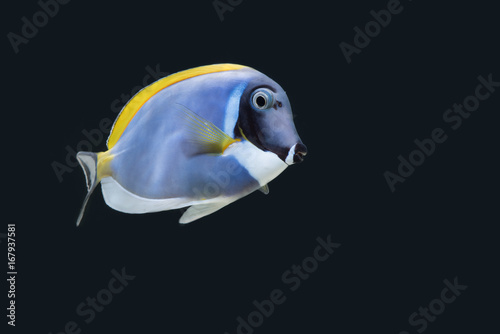 Powder blue surgeon fish swimming photo