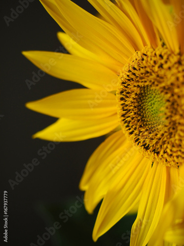 Close up of sunflower. Black background.