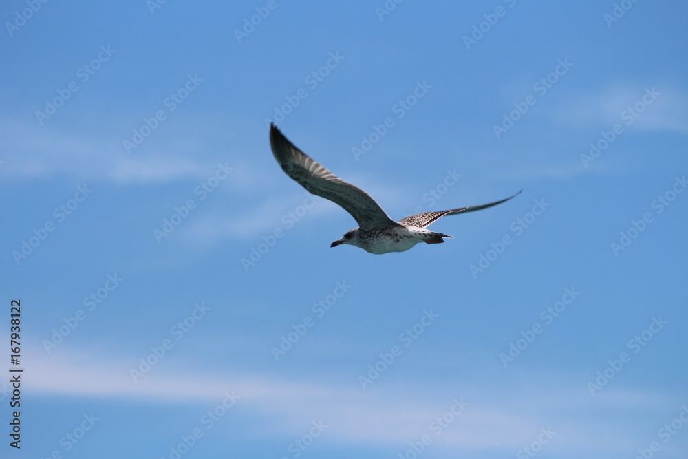 flying seagull