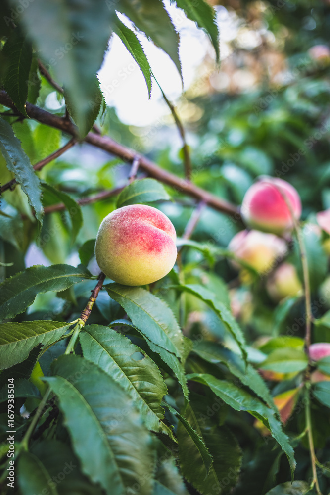 Beautiful ripe peaches on a tree Beautiful ripe peaches on a tree