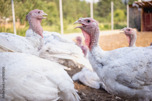 White turkeys on the farm