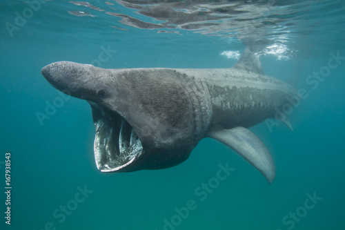 Basking shark (Cetorhinus maximus) feeding in shallow water. Sennen Cove, Cornwall, UK. June. photo