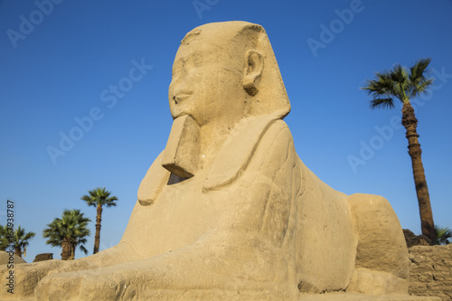 Egypt, Luxor, Luxor Temple, Avenue of Spinxes photo