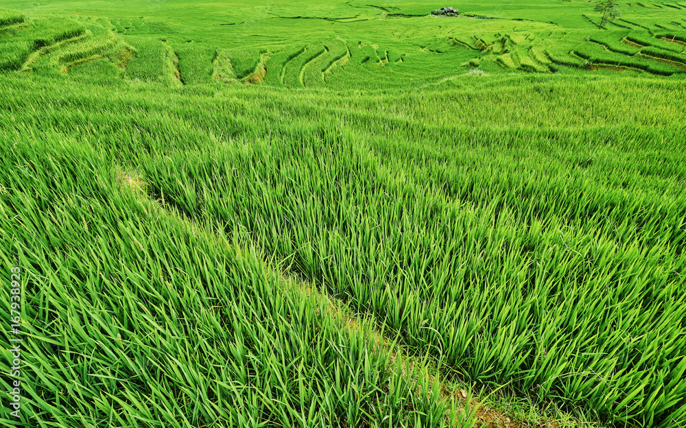 green rice fields in the mountains of vietnam green rice fields in the mountains of vietnam