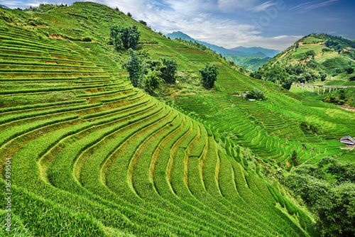 green rice fields in the mountains of vietnam