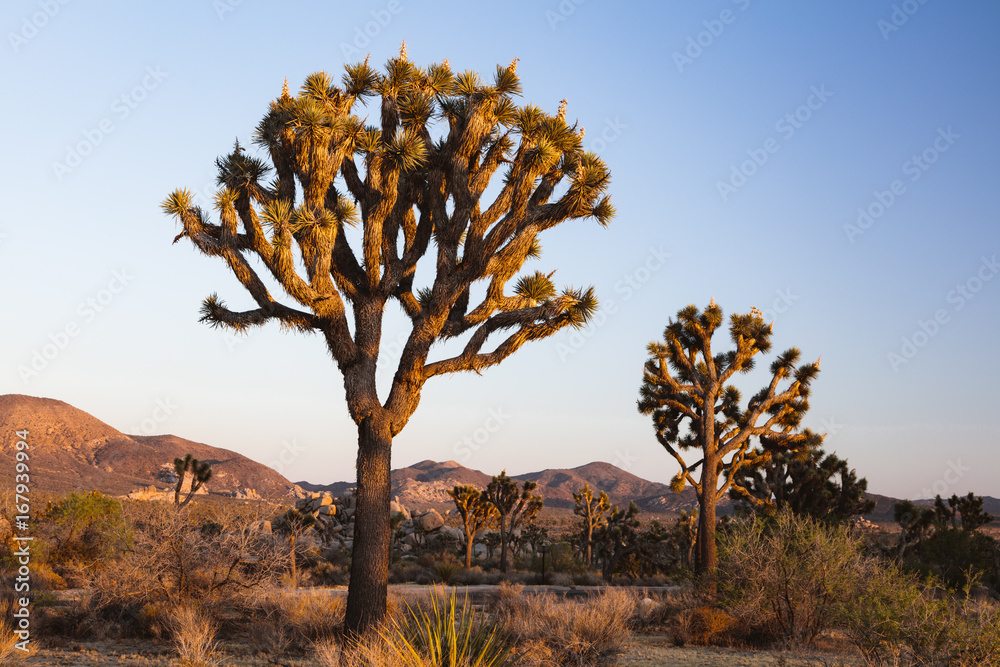 Joshua Tree National Park, California, USA Joshua Tree National Park, California, USA