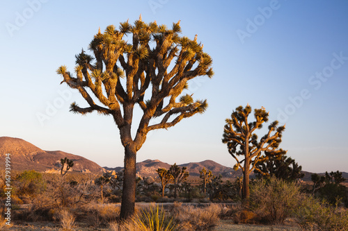 Joshua Tree National Park, California, USA