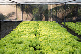 Chinese cabbage (bok choy) farm background