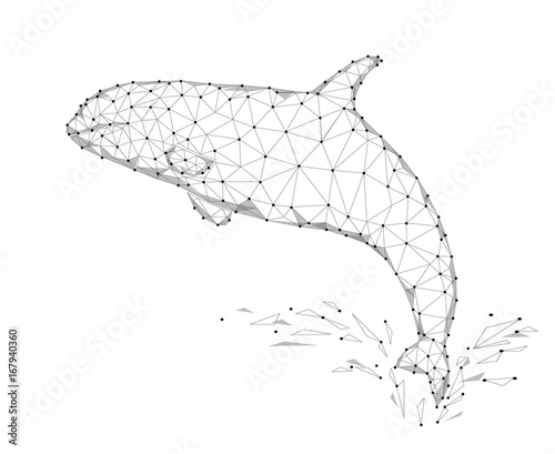 Killer whale 3d polygonal triangle model. Underwater sea wild danger monster. Abstract gray white connected dots wire mesh logo water splash vector illustration