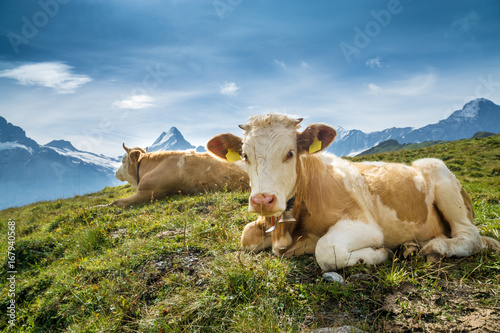 Simmentaler Kühe vor Schweizer Alpen mit Schreckhorn photo