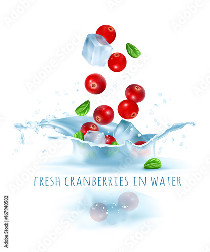 Fresh cranberries and ice cubes falling to water. Vector