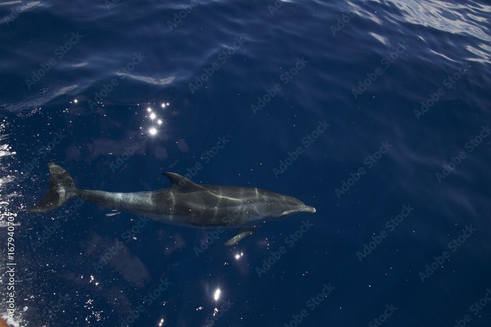 Fototapeta premium Dauphin au large de Ponta DelGada (Sao Miguel - Açores)