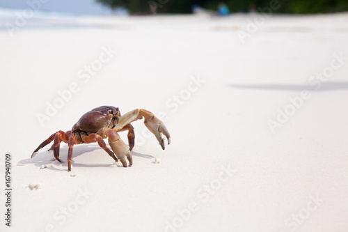 Hairy leg mountain crab