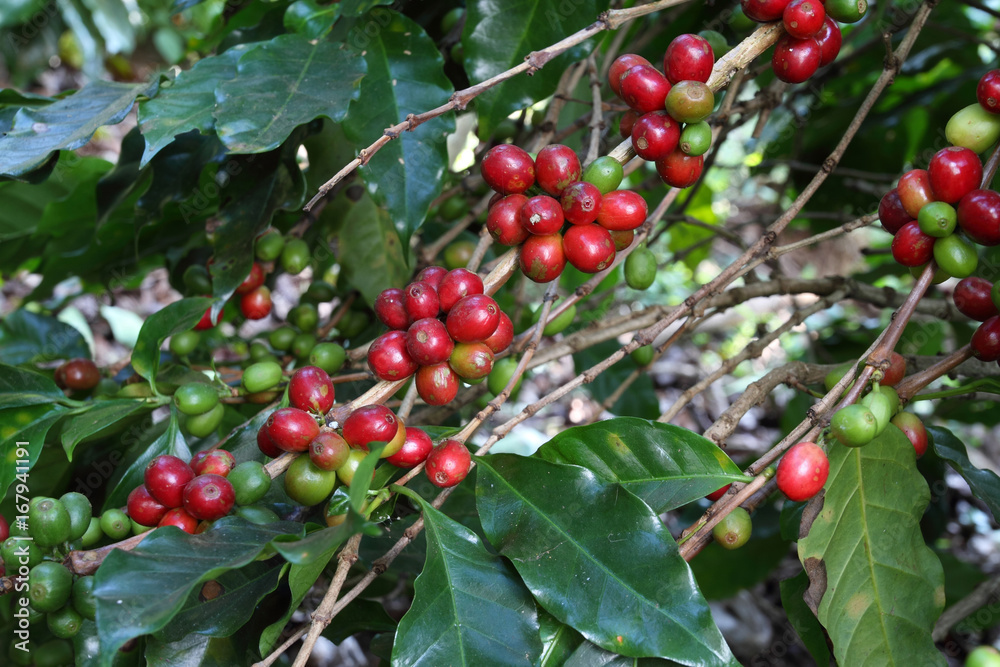 arabica coffee tree with ripe berries on farm_Chiang Rai_Thailand