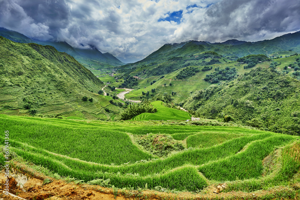 Fototapeta premium green rice fields in the mountains of vietnam