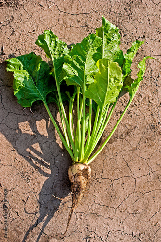sugar beet on soil background