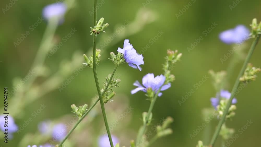 Close up view of Chicory Wildflower grouping of flowers in Ontario Canada Close up view of Chicory Wildflower grouping of flowers in Ontario Canada