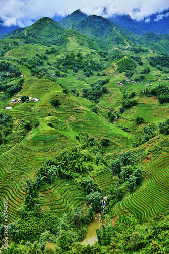 green rice fields in the mountains of vietnam