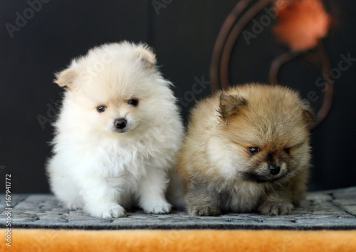 Two adorable Pomeranian puppies