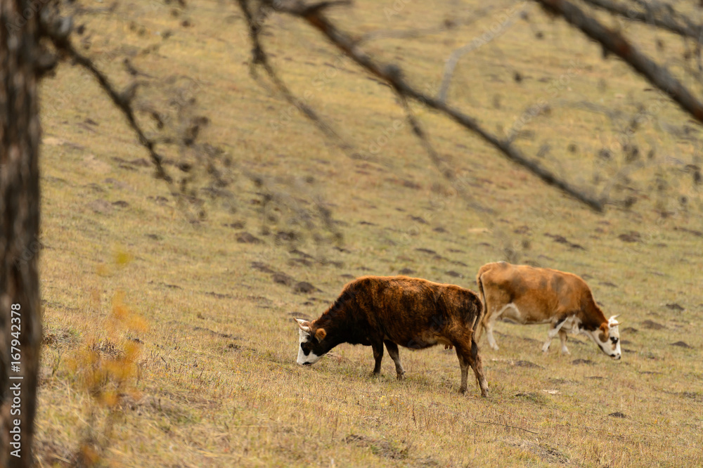 cows in a farm in the autumn