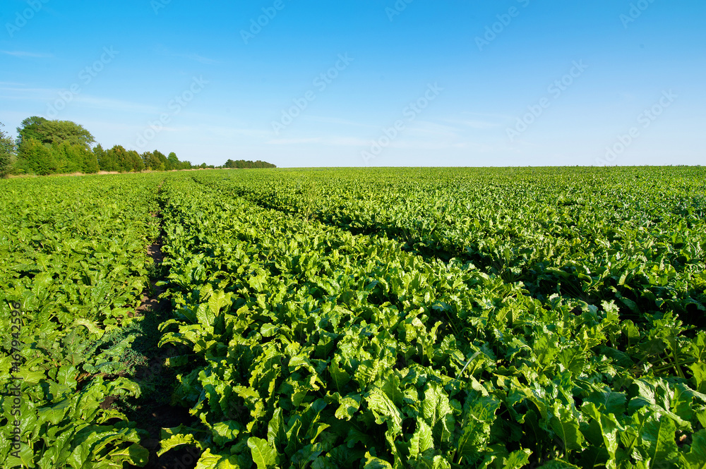 Sugar beet green leaves in field with blue sky