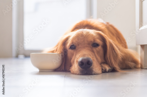 golden retriever to lie on the ground