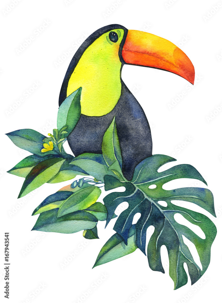 Obraz premium toucan
