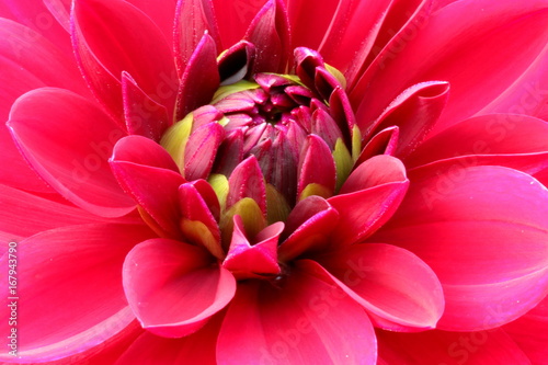 Fototapeta Naklejka Na Ścianę i Meble -  rote Dahlie