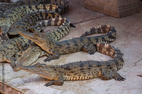 Crocodile saltwater Thailand