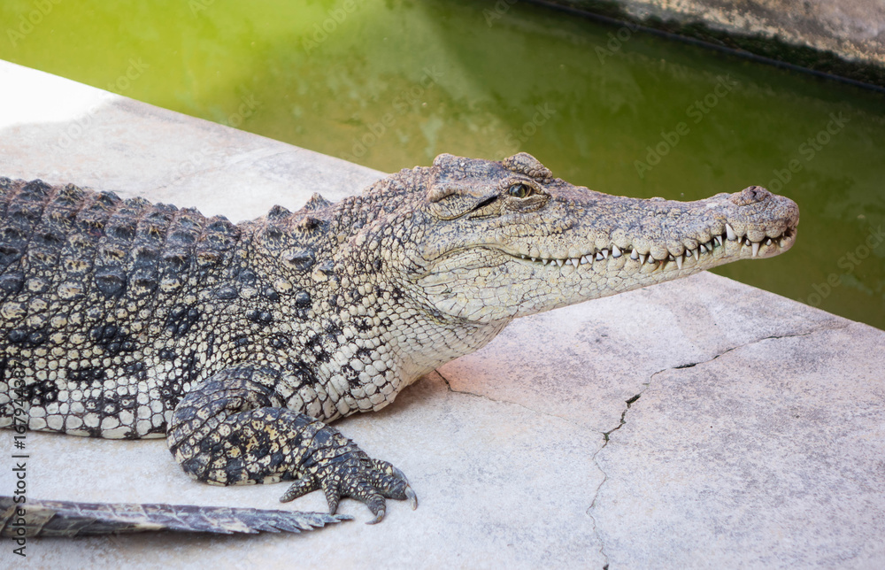 Fototapeta premium Crocodile saltwater Thailand
