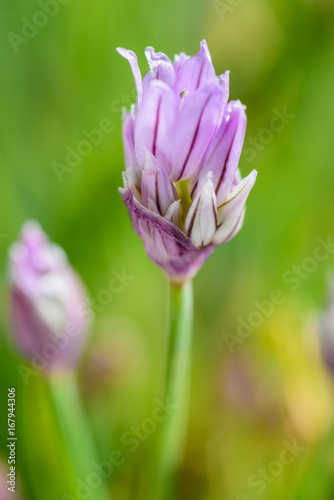 Chive