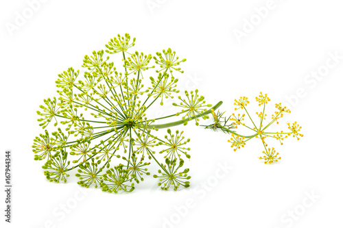 Wild fennel flowers closeup isolated.