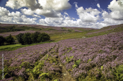Fotografie Heather on moorland in Yorkshire, UK