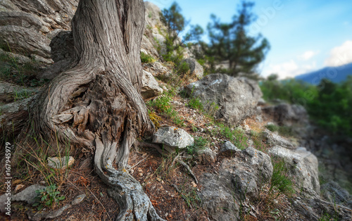 Roots of the tree trunk on the mountain among the rocks. Focus on the roots