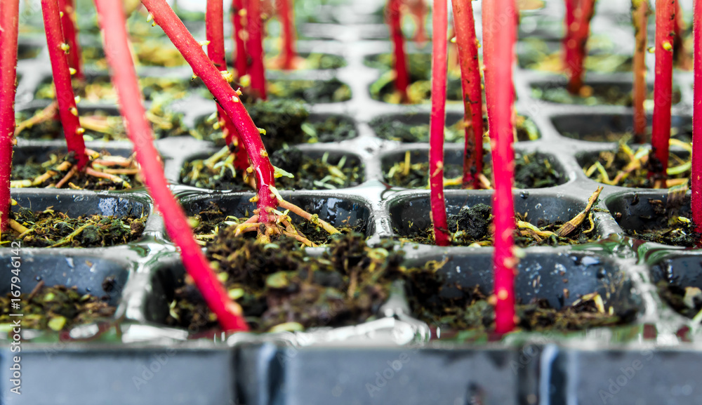 Red trunk of marigold seedling in plastic seedling tray Red trunk of marigold seedling in plastic seedling tray
