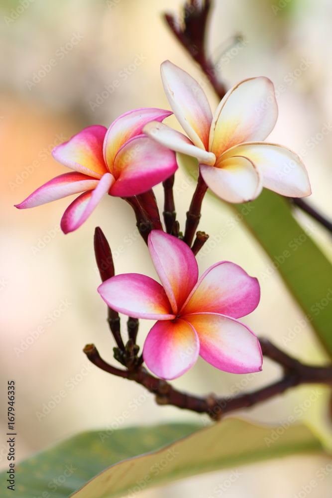 Frangipani flowers close up Frangipani flowers close up