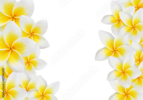 Frangipani design collage isolate on white1