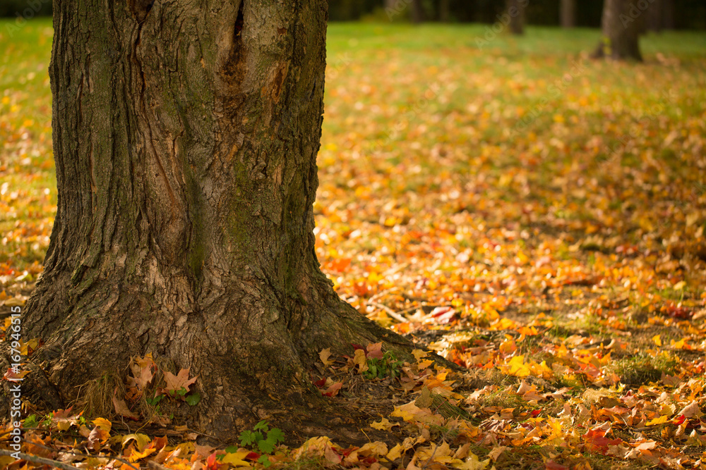 Fall Scene with Tree Trunk and Colorful Leaves Fall Scene with Tree Trunk and Colorful Leaves
