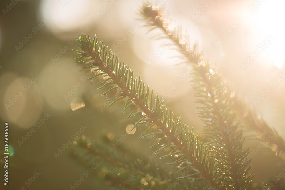 Christmas Holiday Pine Tree Backlight