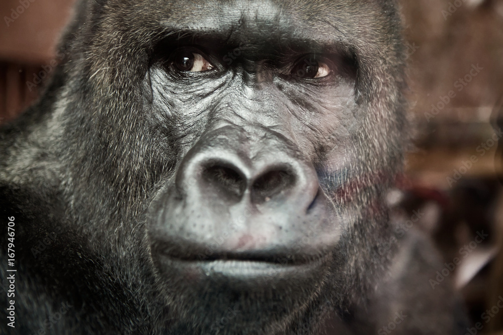 Obraz premium Portrait of a male gorilla