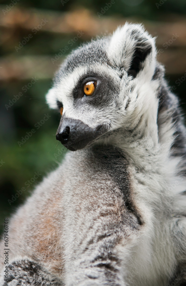 Portrait of cute ring-tailed lemur