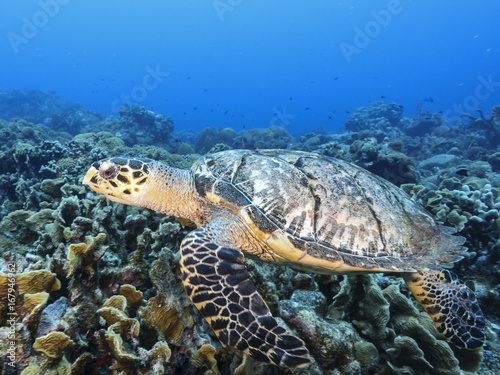 Unterwasser - Riff - Schildkröte - Karettschildkröte - Tauchen - Curacao - Karibik © NaturePicsFilms