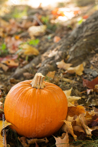 Halloween Pumpkin In Fall Leaves