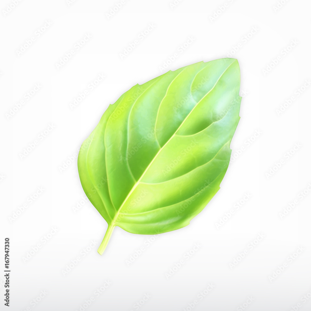 Green basil leaf - obrazy, fototapety, plakaty 