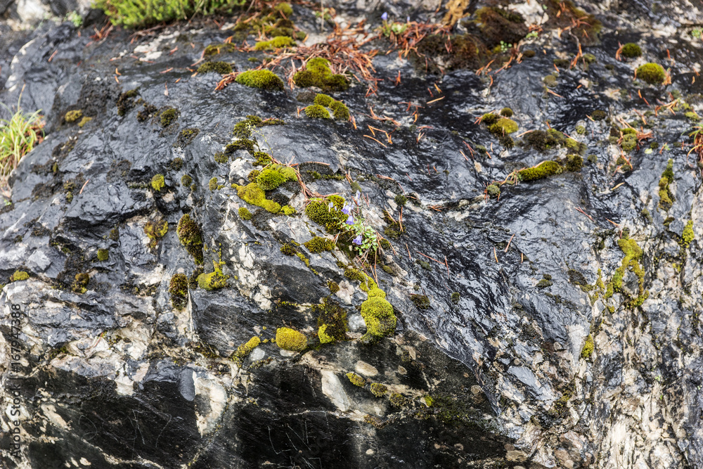 Dark smooth stone rock with green moss Dark smooth stone rock with green moss