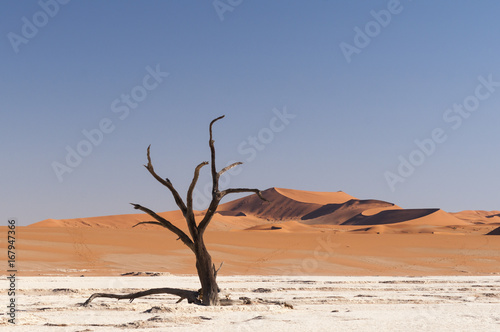 Dead acacia trees and dunes in the Namib desert   Dunes and dead acacia trees in the Namib desert  Dead Vlei  Sossusvlei  Namibia  Africa.
