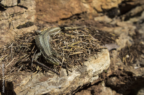 A lizard on the stone photo