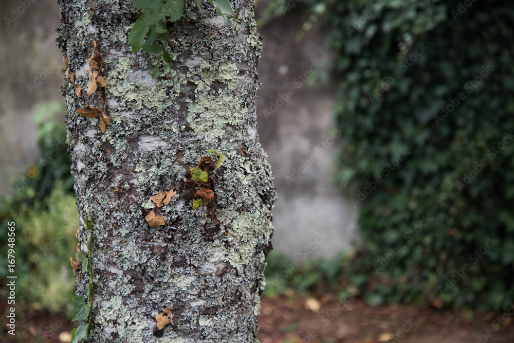 Arbre Arbre