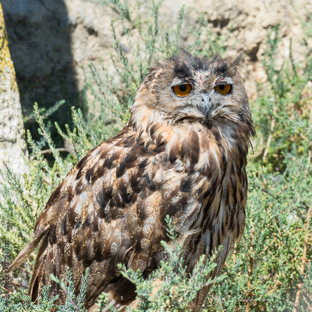 Obraz premium Eurasian eagle-owl, Bubo bubo, eagle 