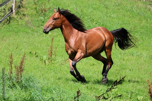 braunes Westernpferd in action auf der Koppel